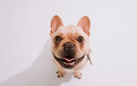 Uśmiechnięty buldog francuski patrzy w górę, jakby pytał, czy pies może jeść makaron.