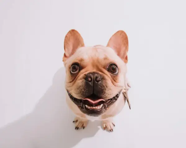 Uśmiechnięty buldog francuski patrzy w górę, jakby pytał, czy pies może jeść makaron.